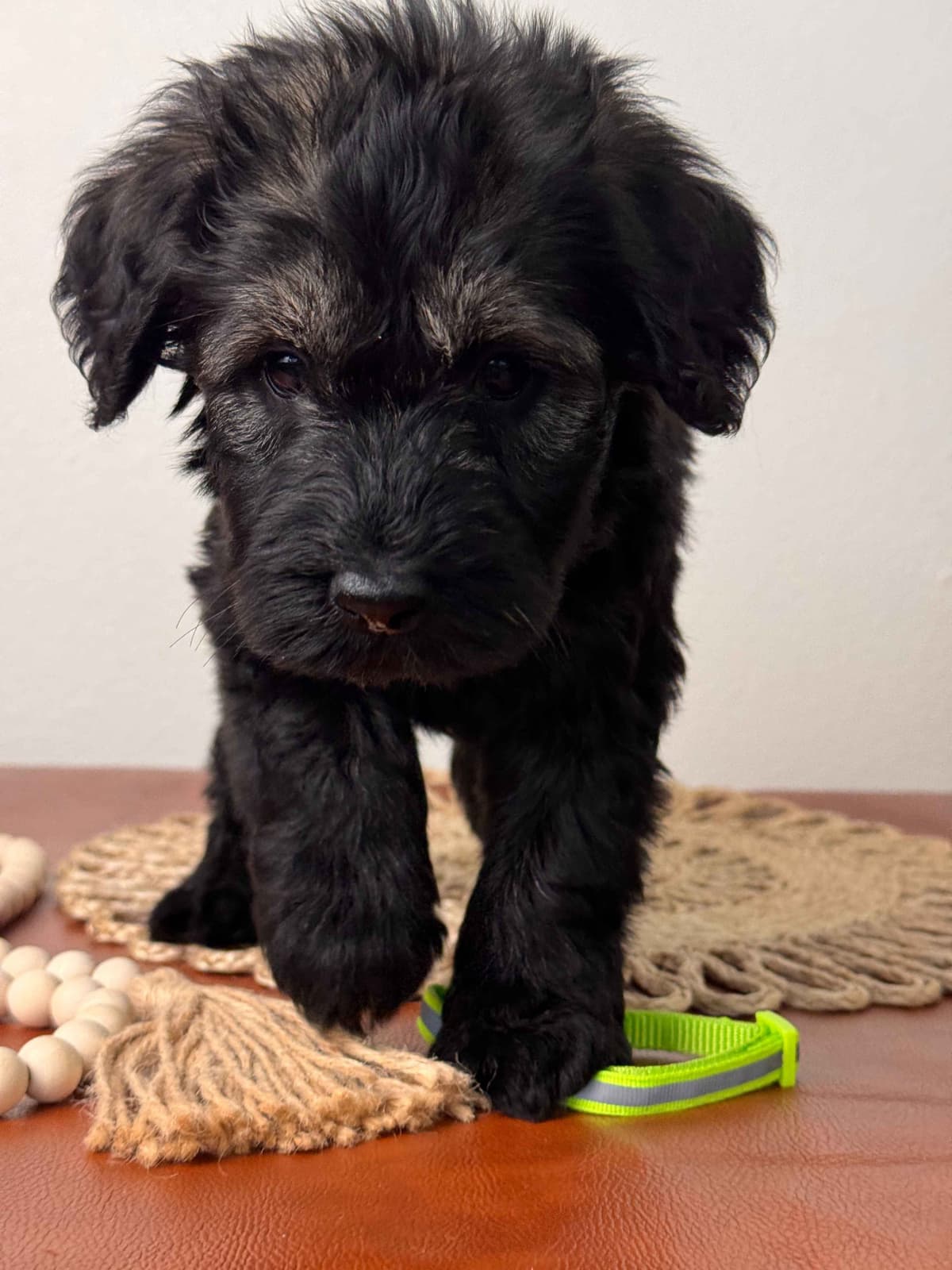 Champion Line Giant Schnauzer Puppies breeder image 28