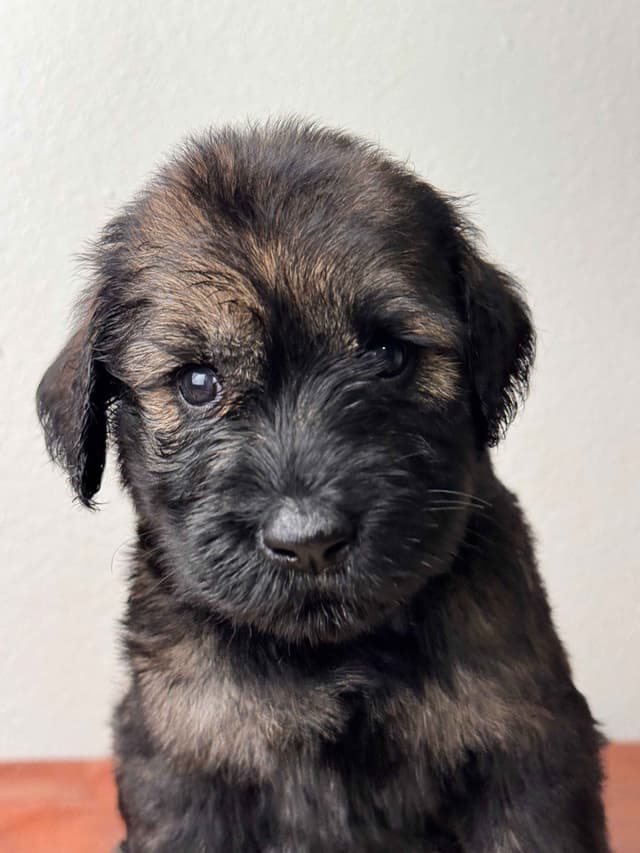 Giant Schnauzer Puppies media 2