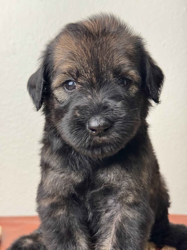 Giant Schnauzer Puppies media 4