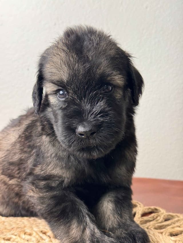 Giant Schnauzer Puppies media 6