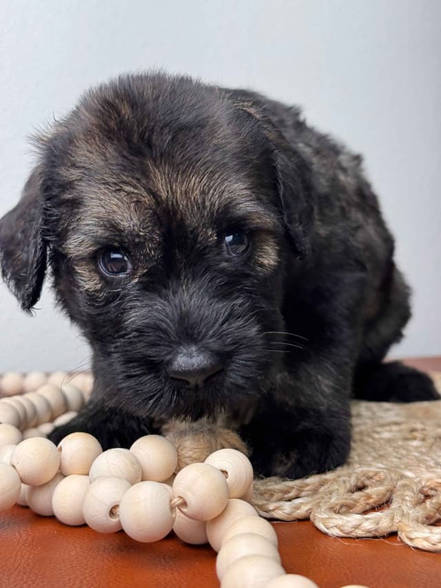 Giant Schnauzer Puppies media 5