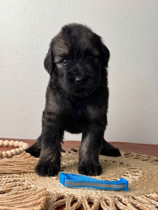 Giant Schnauzer Puppies media 9