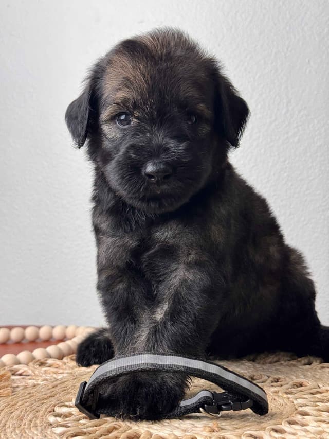 Giant Schnauzer Puppies media 11