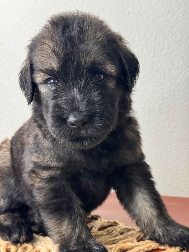 Giant Schnauzer Puppies media 7