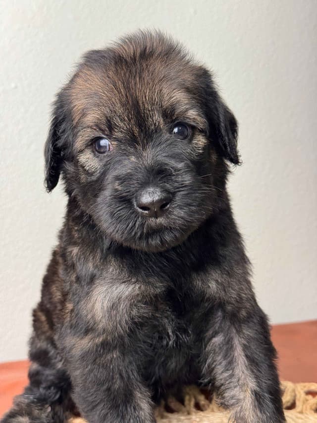 Giant Schnauzer Puppies media 10