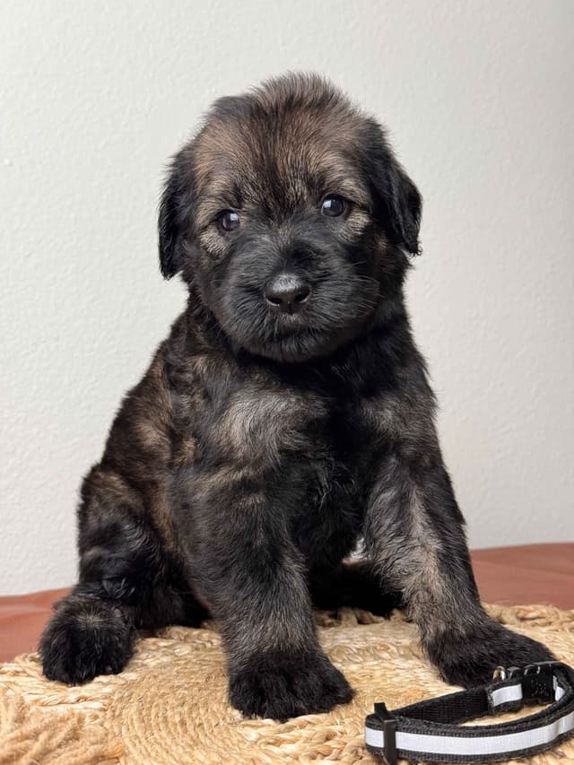 Giant Schnauzer Puppies media 8