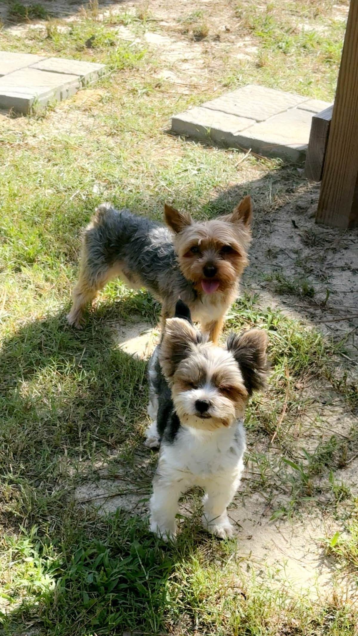 Yorkshire Terrier Puppies Merle pups breeder image 1