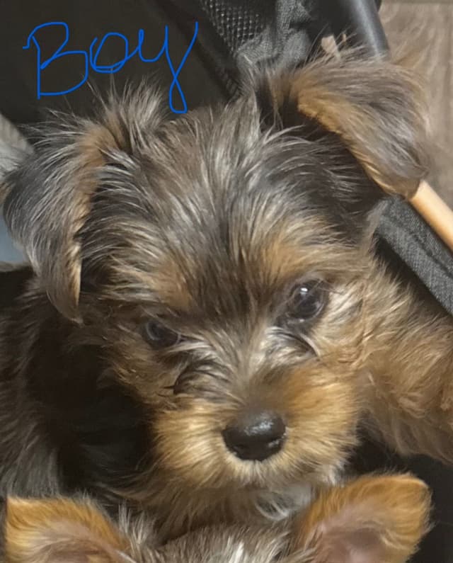 Yorkshire Terrier Puppies Merle pups media 4