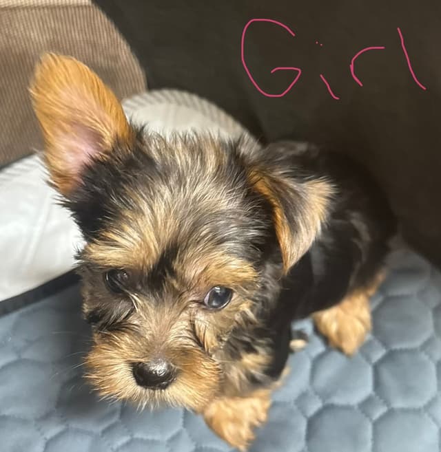 Yorkshire Terrier Puppies Merle pups media 5