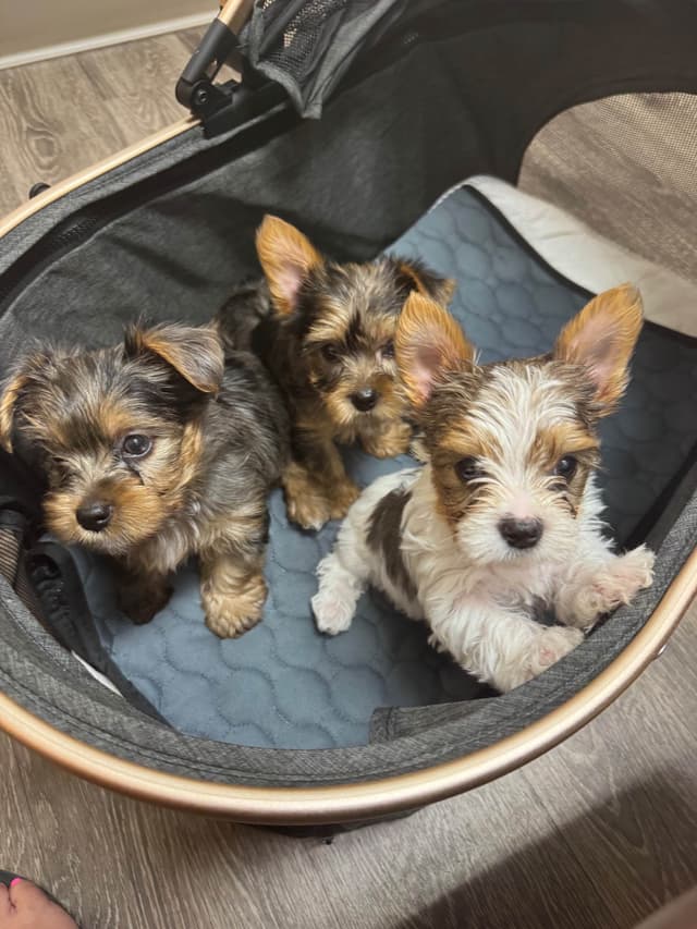 Yorkshire Terrier Puppies Merle pups media 6
