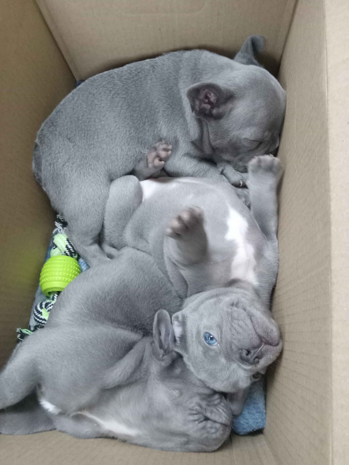 French Bulldog Puppies breeder image 1