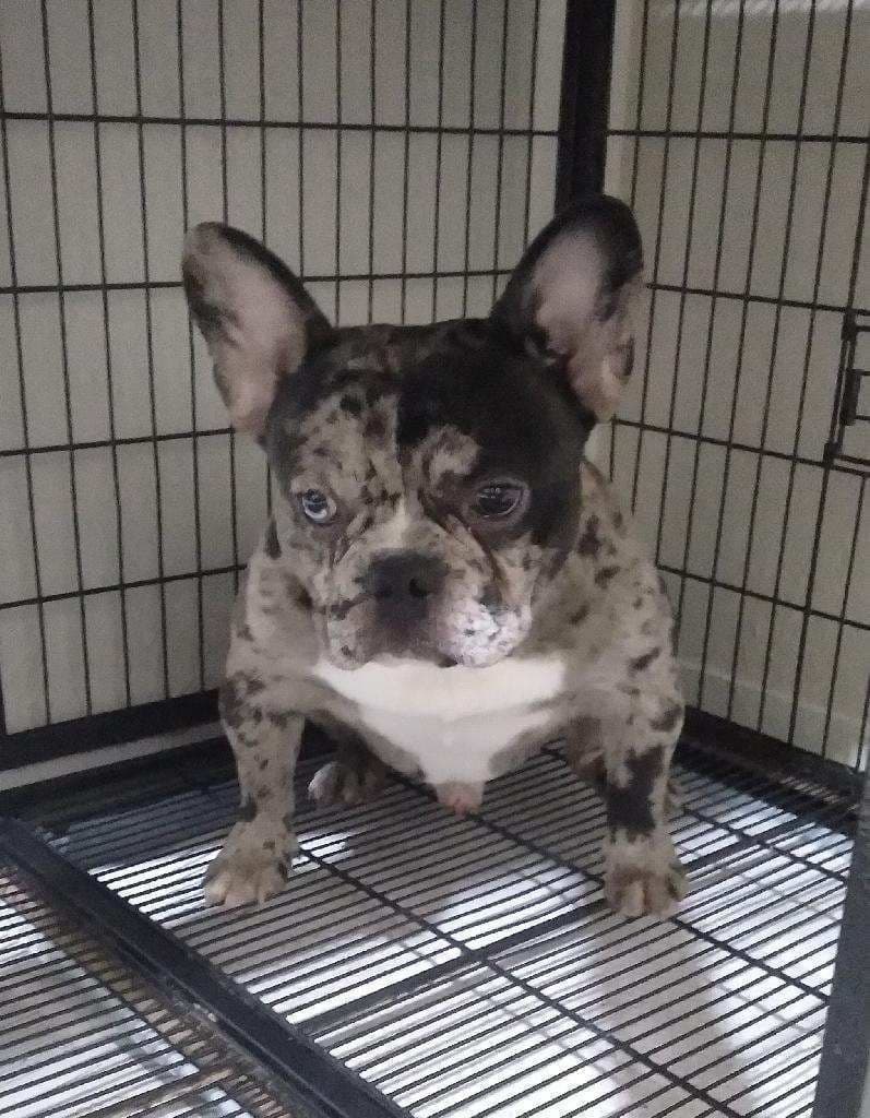 French Bulldog Puppies breeder image 2