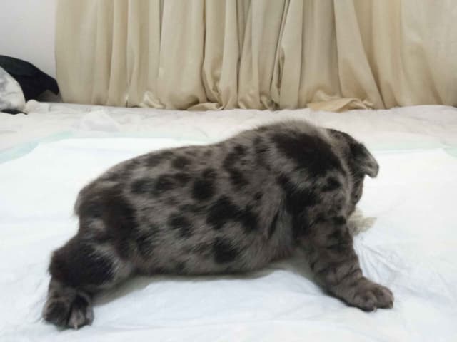 French Bulldog Puppies media 2