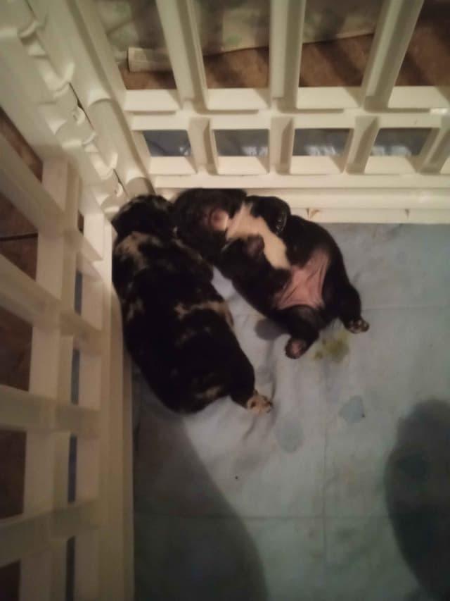 French Bulldog Puppies media 3