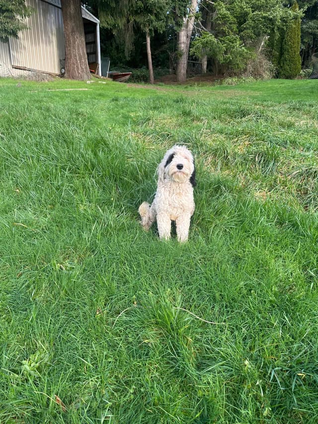 Portuguese Water Dog Puppies media 2