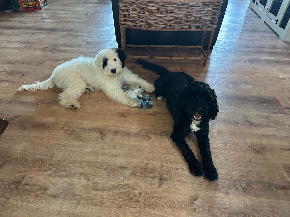 Portuguese Water Dog Puppies breeder image 1