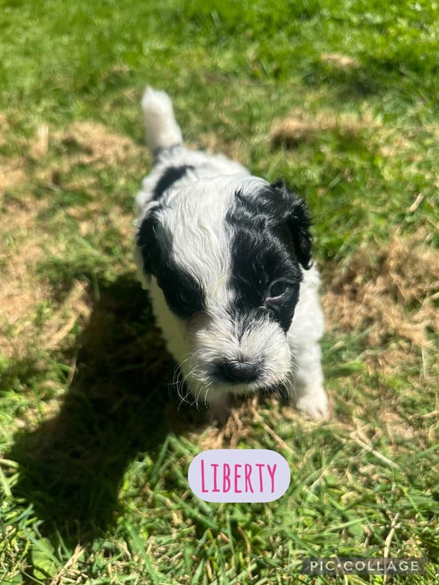 Portuguese Water Dog Puppies media 3