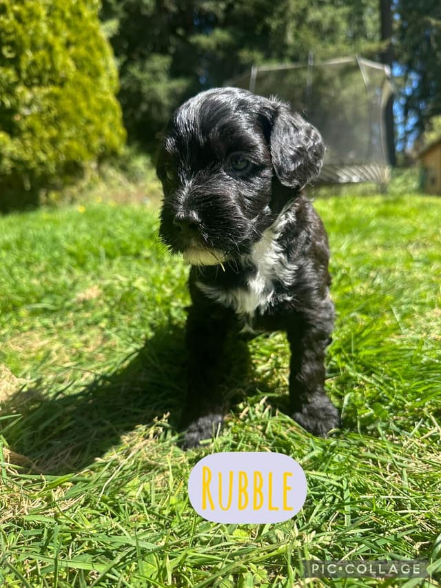 Portuguese Water Dog Puppies media 4