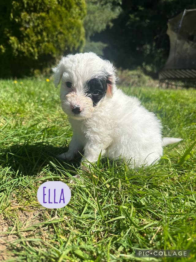 Portuguese Water Dog Puppies media 5