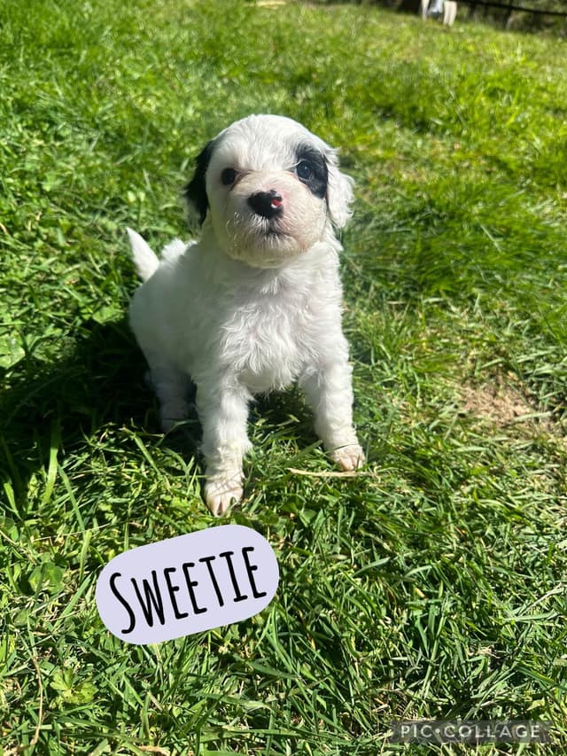 Portuguese Water Dog Puppies media 6