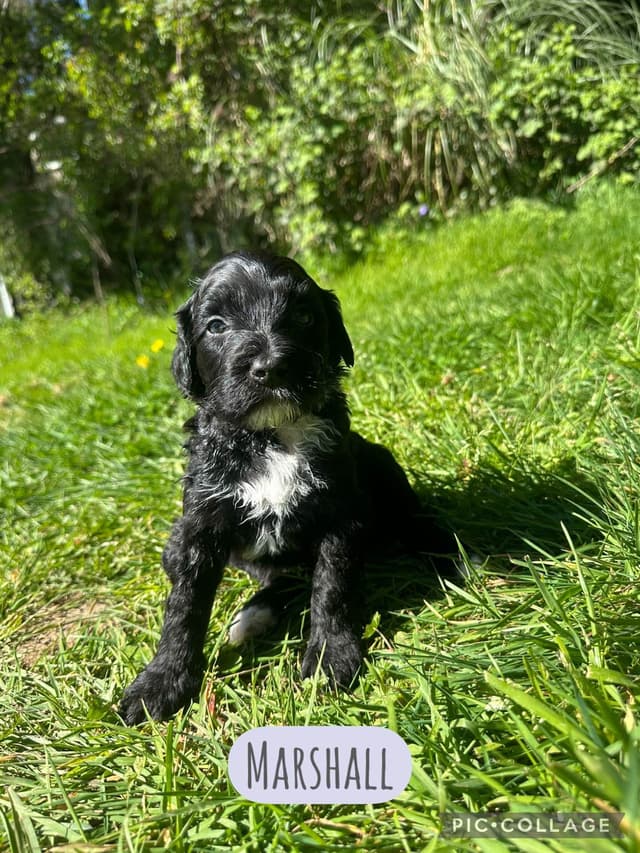 Portuguese Water Dog Puppies media 7