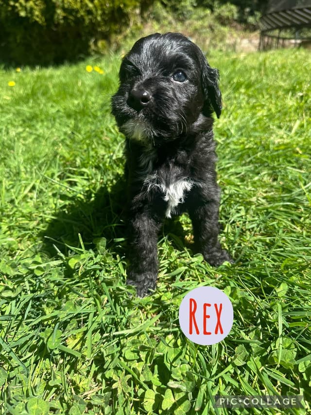 Portuguese Water Dog Puppies media 8