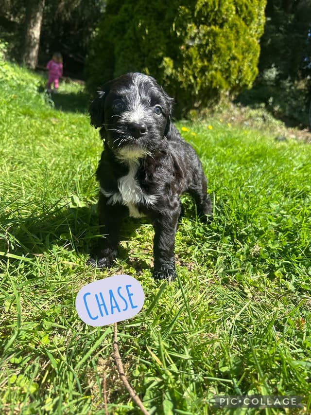 Portuguese Water Dog Puppies media 9