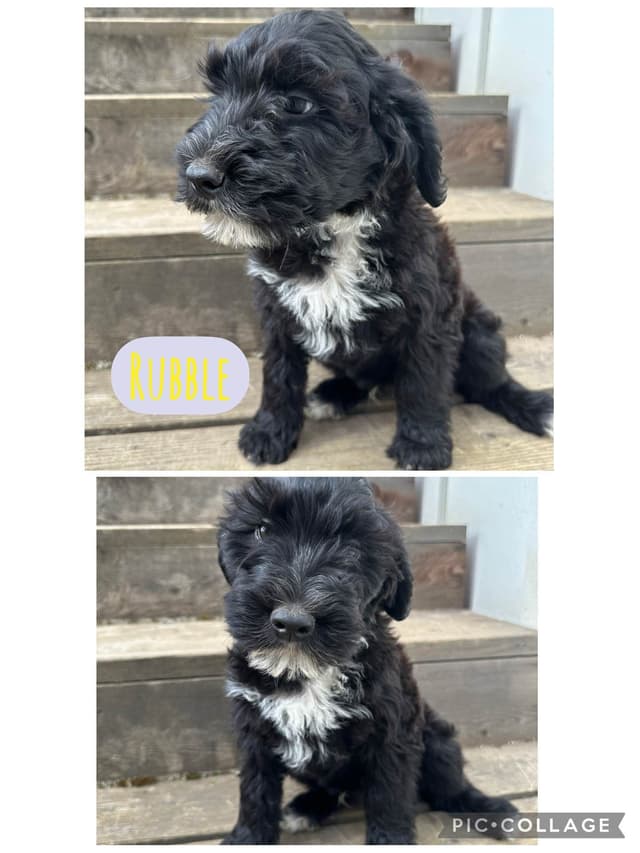 Portuguese Water Dog Puppies media 10