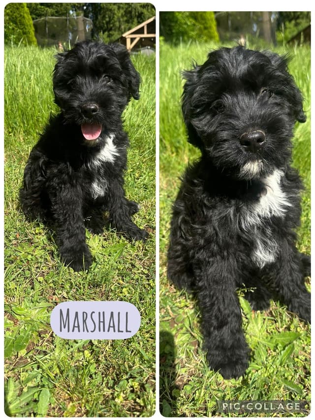Portuguese Water Dog Puppies media 11