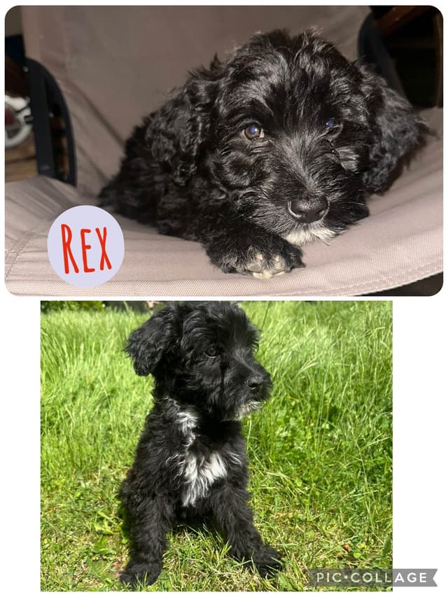 Portuguese Water Dog Puppies media 12