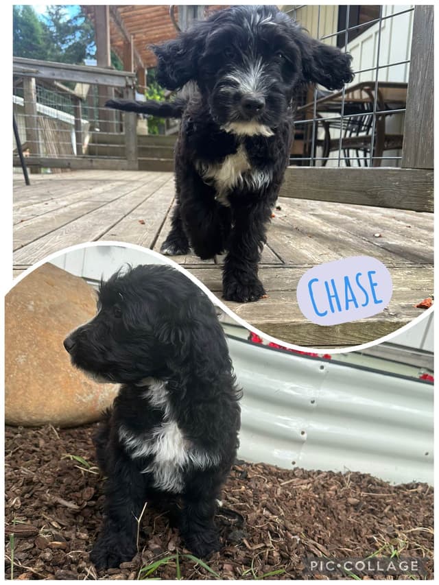 Portuguese Water Dog Puppies media 13