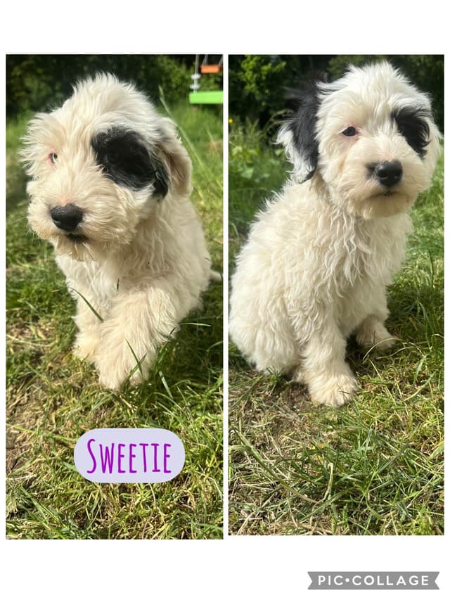 Portuguese Water Dog Puppies media 14