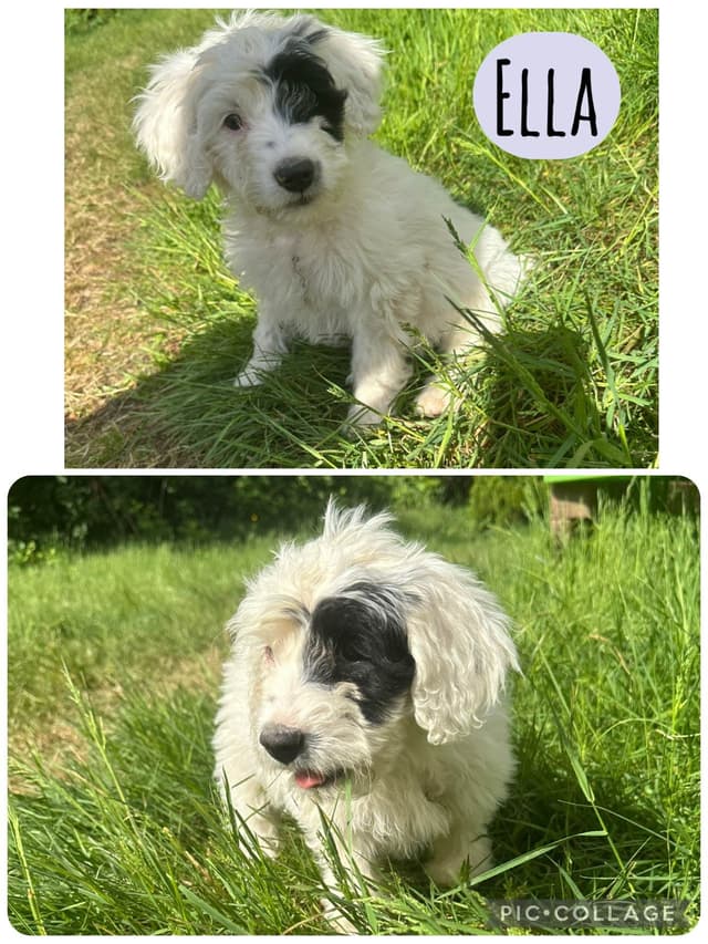 Portuguese Water Dog Puppies media 15