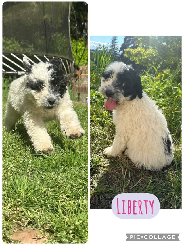 Portuguese Water Dog Puppies media 16