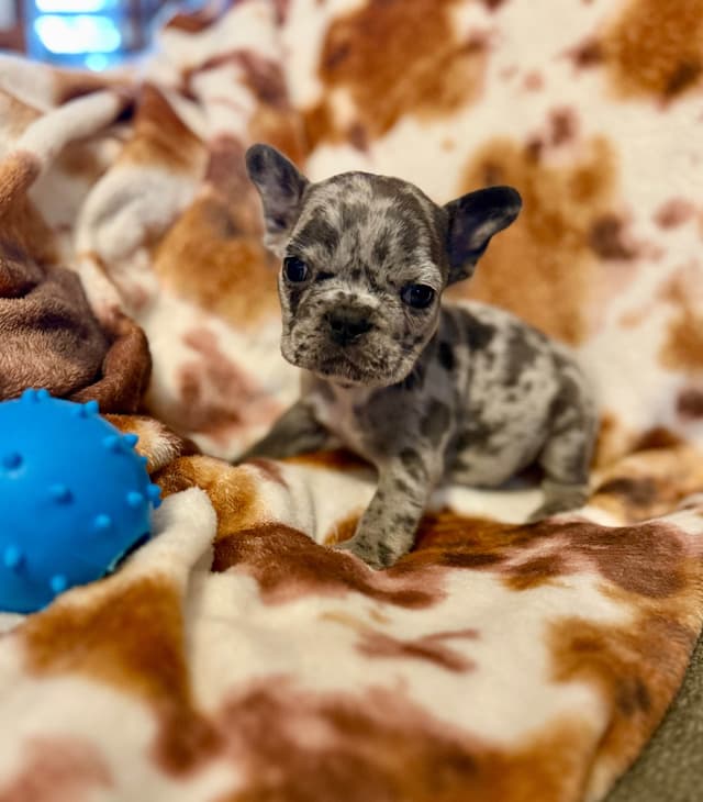 French Bulldog Puppies media 3