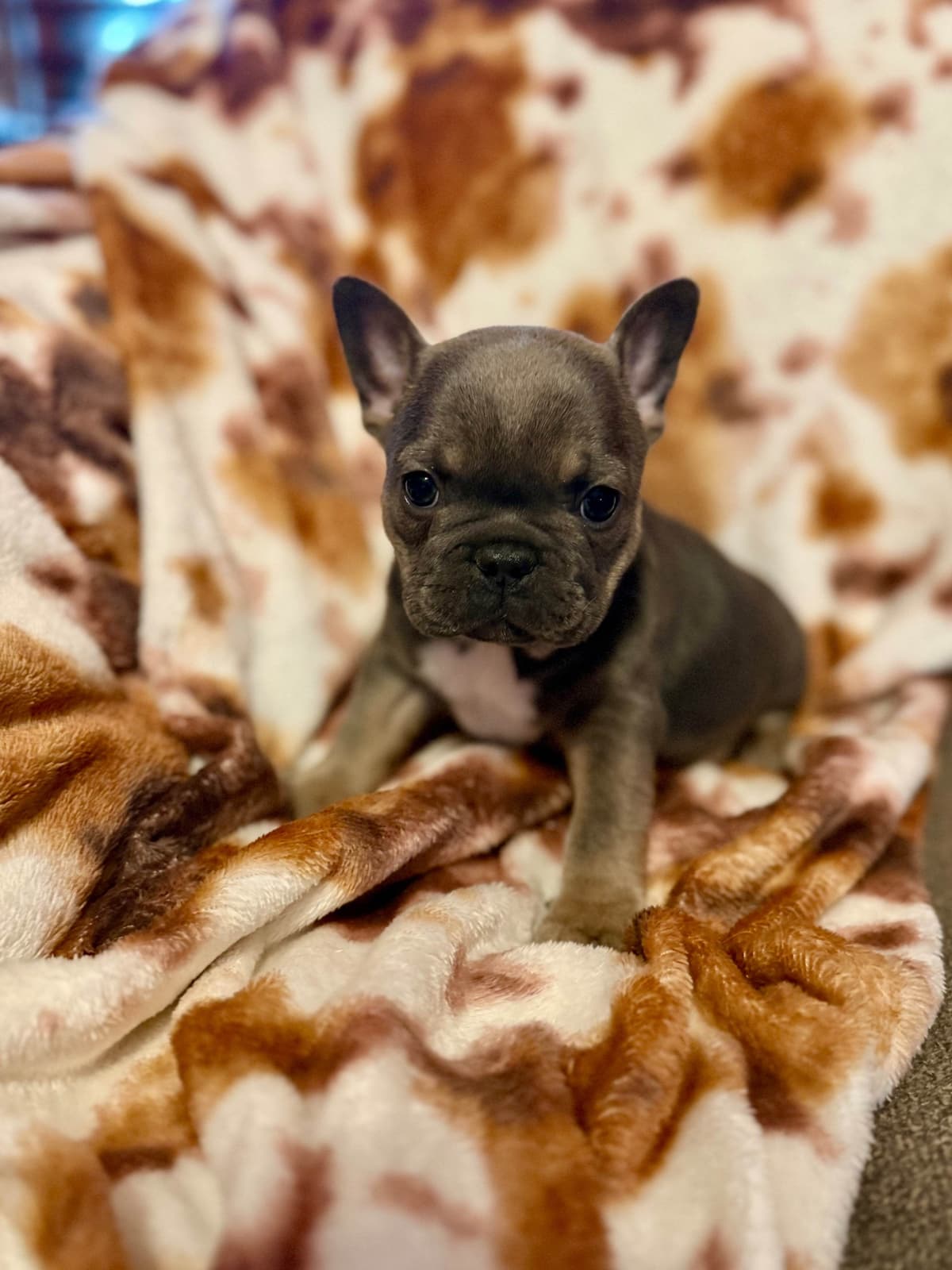 French Bulldog Puppies breeder image 1