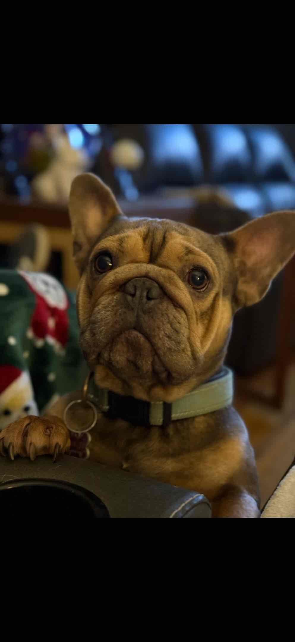 French Bulldog Puppies breeder image 4