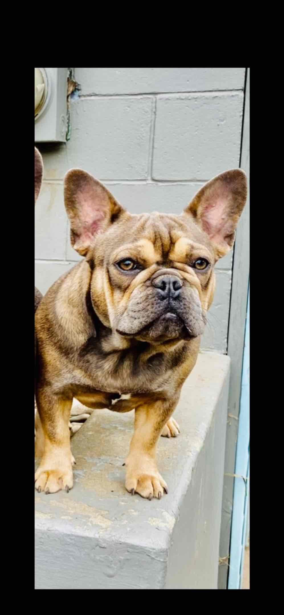 French Bulldog Puppies breeder image 5