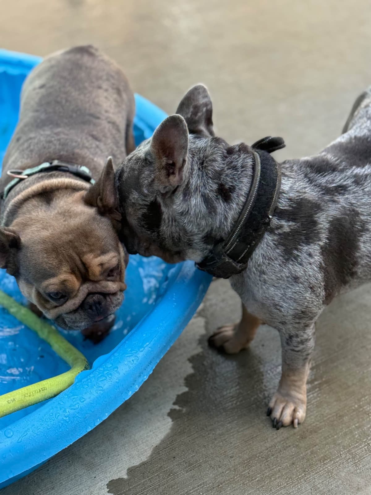 French Bulldog Puppies breeder image 6