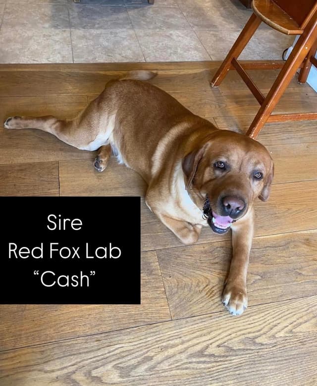 Male Lab Black 7 week old media 2