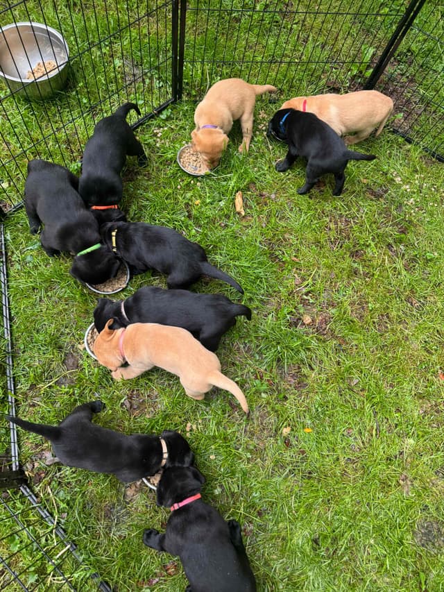 Male Lab Black 7 week old media 3