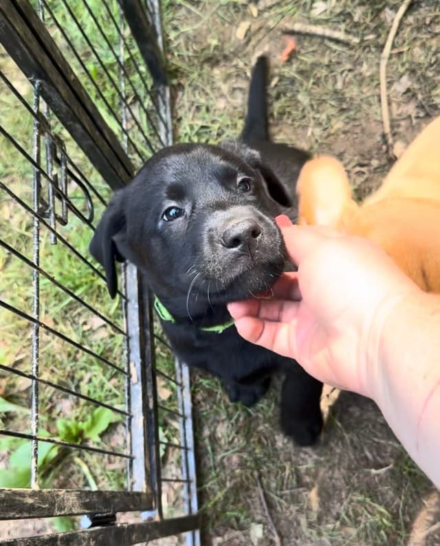 Male Lab Black 7 week old media 5