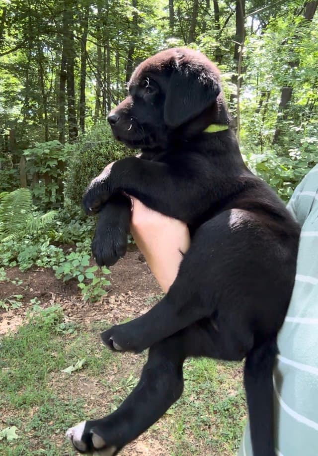 Male Lab Black 7 week old media 6
