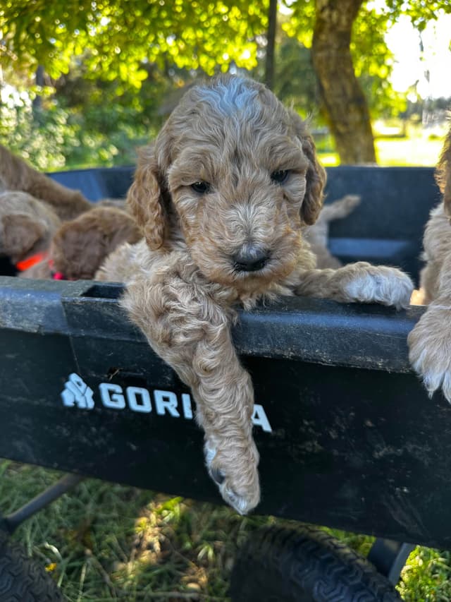 Standard Poodle Puppies media 3