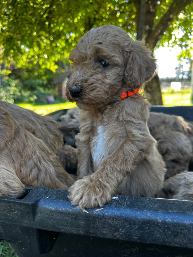 Standard Poodle Puppies media 4