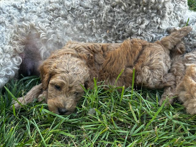 Standard Poodle Puppies media 2