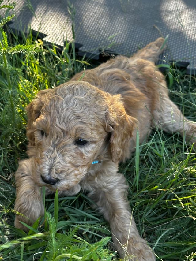 Standard Poodle Puppies media 7