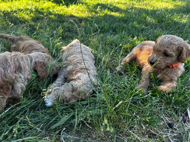 Standard Poodle Puppies media 6