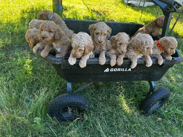 Standard Poodle Puppies media 5