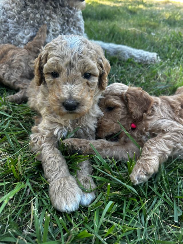 Standard Poodle Puppies media 9